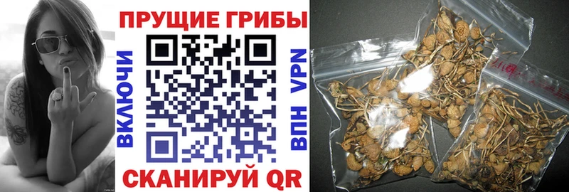 купить закладку  Северобайкальск  Псилоцибиновые грибы мухоморы 