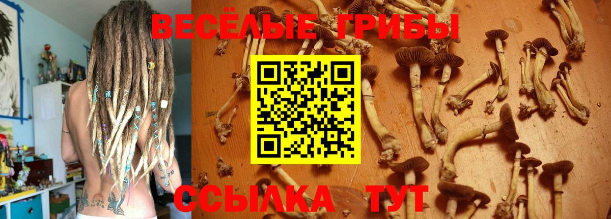 Псилоцибиновые грибы Psilocybine cubensis Северобайкальск